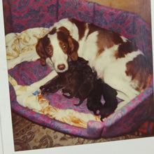Charger l&#39;image dans la galerie, Cadre avec photos des chiens
