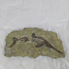 Charger l&#39;image dans la galerie, faux fossil en resin
