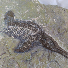 Charger l&#39;image dans la galerie, faux fossil en resin
